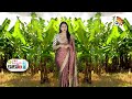 అరటి సాగుతో అధిక ఆదాయం పొందుతున్న రైతు | Banana Farming | Matti Manishi | 10TV News  - 03:56 min - News - Video