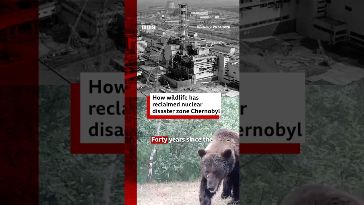 How is wildlife surviving in Chernobyl? Chernobyl Ukraine BBCNews