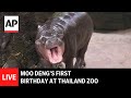 LIVE: Moo Deng’s first birthday at Thailand zoo