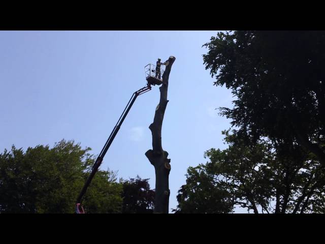Tree dismantling services | Dublin Tree service | Glasnevin
