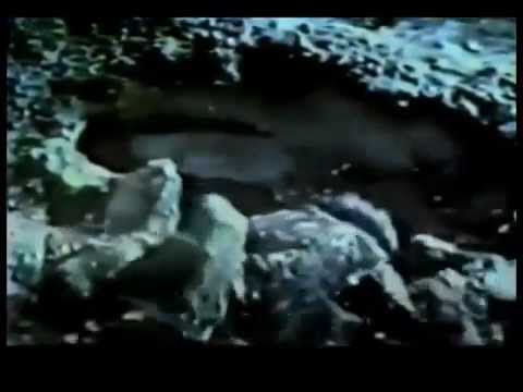 Godzilla vs. the Sea Monster'