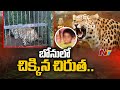 Leopard involved in Tirumala girl's death trapped