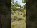 Moments before US tourist was killed by charging elephant  - 00:18 min - News - Video
