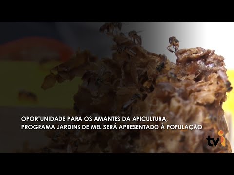 Vídeo: Oportunidade para os amantes da apicultura; Programa Jardins de Mel será apresentado à população