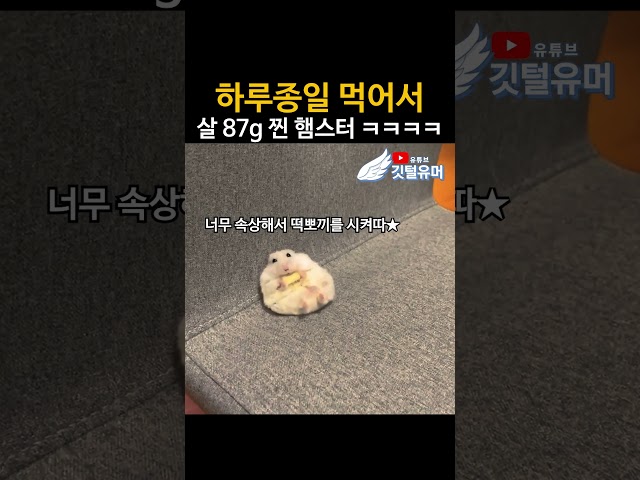 유난히 살찌는 유전자를 가진 햄스터 ㅋㅋㅋㅋ