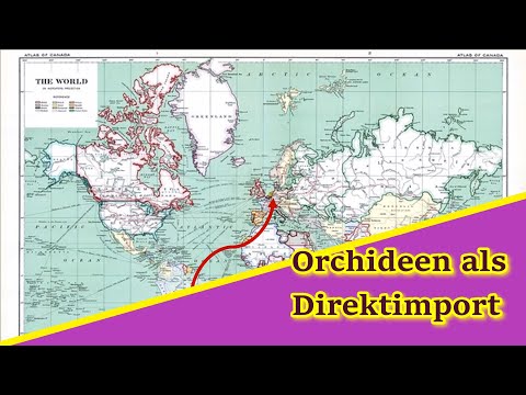 Orchideen Direktimport: Was ist das, wie kommt man ran, wie geht man damit um?