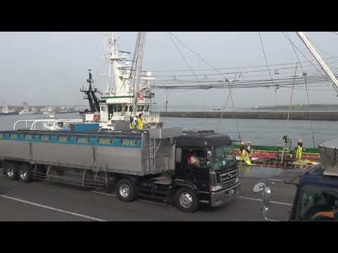銚子漁港　第二　鰯の水揚げ（時期的に入梅いわし）