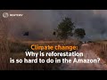 Climate change: Why reforestation is so hard to do in the Amazon