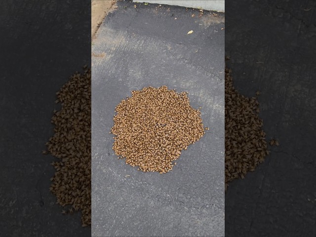 We found a sleepy swarm on the ground 🐝