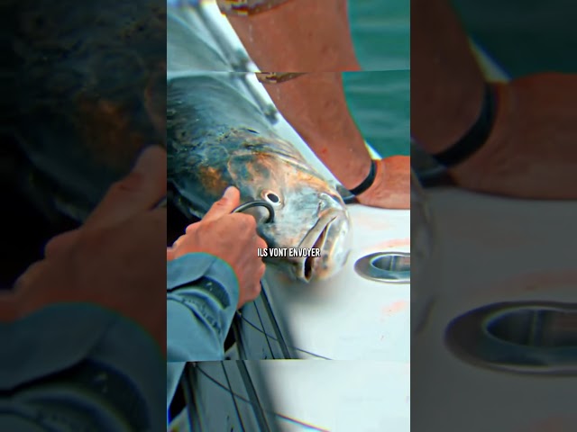 🤔 Le cas étrange de ce requin…