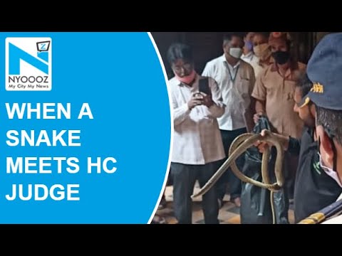 Viral video! Snake enters Bombay High Court judge’s chamber