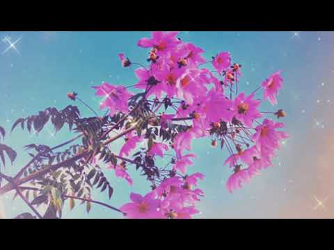SAPPY『クリスマスに死す(Die on Christmas)』remaster2020