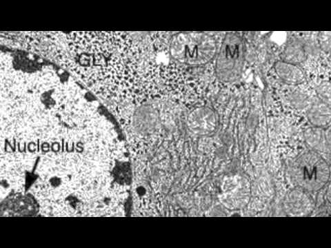 2.3.3 Identify structures from electron micrographs of ... diagram of cell and organelles 