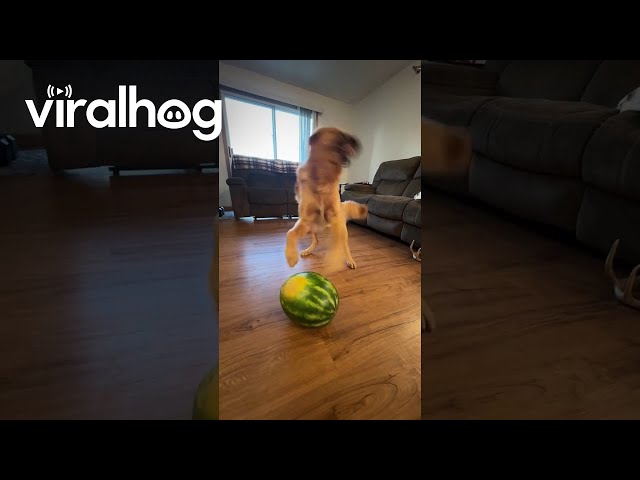 Bringing Smiles One Watermelon at a Time || ViralHog