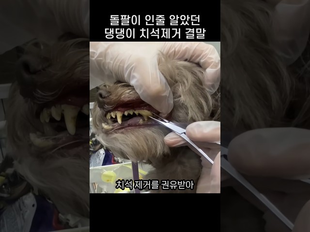 "그거 이빨 아니에요?.." 댕댕이 치석제거 지켜보던 주인이 깜놀한 까닭