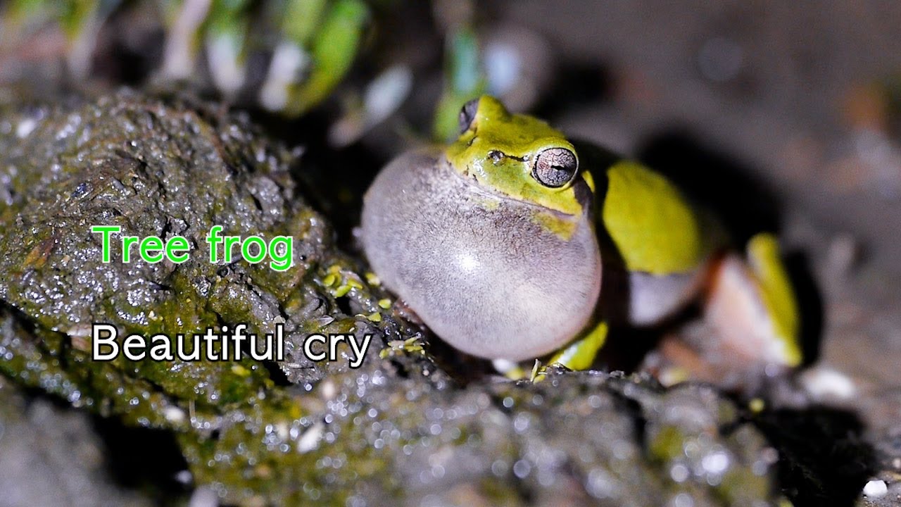 Tree flog, the beautiful sound of a green frog at night