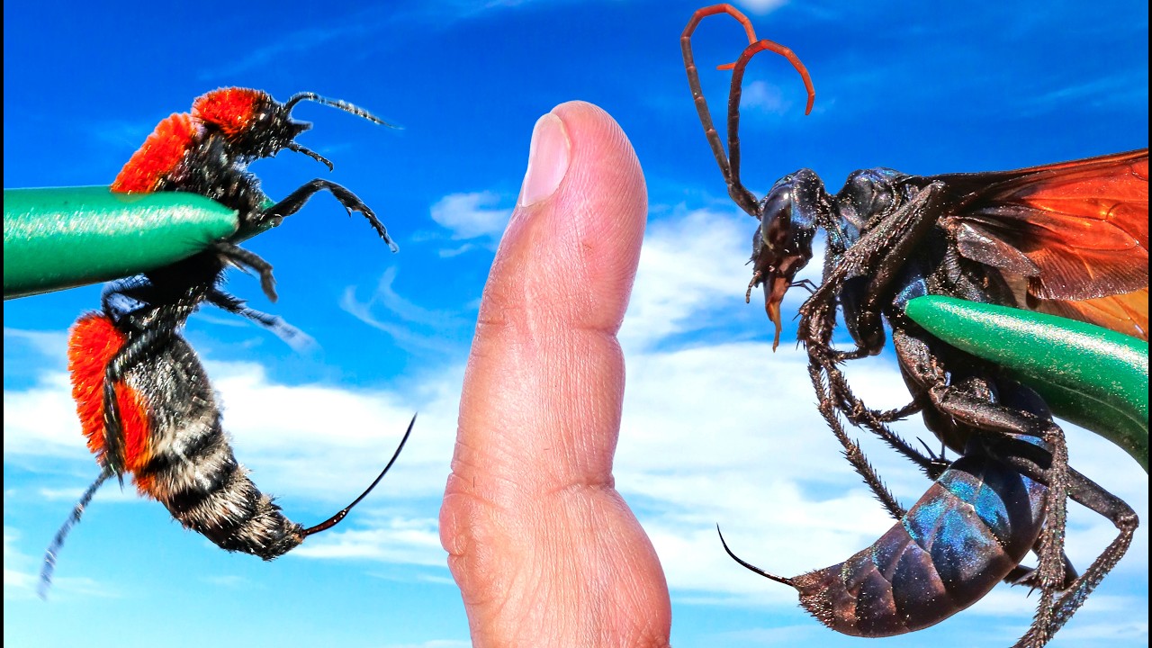 DOUBLE STING! Cow Killer vs. Tarantula Hawk