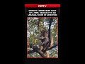 Monkey Carries Baby Goat Up A Tree, Cradles It In An Unusual Show Of Affection