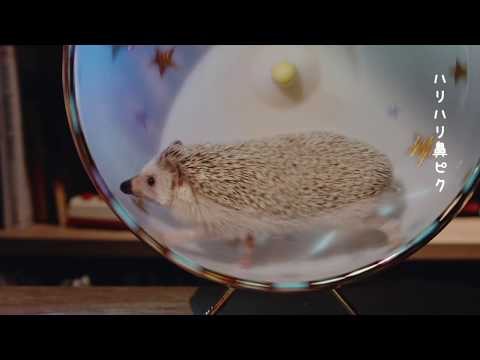 近藤利樹 『ハリハリハリネズミ』ミュージックビデオショートバージョン