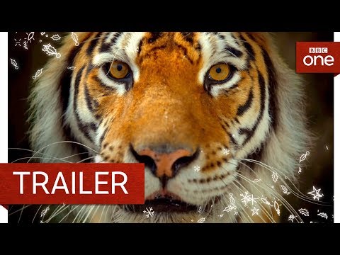 Big Cats'