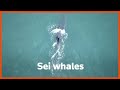 Sei whales have made a comeback after 100 years | REUTERS  - 02:23 min - News - Video