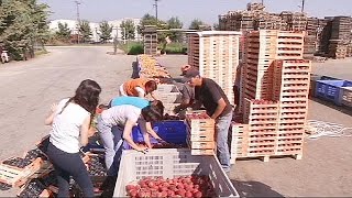 Фермеры Греции — жертвы экономической войны между Россией и США