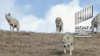 Wolf Totem - On Blu-ray 12/15!
