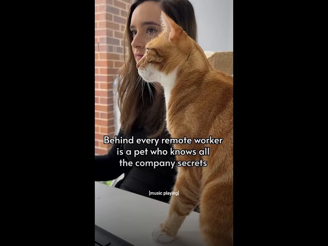 they may be in Australia but @PizzaandLuna can spill a secret from anywhere…  #cats #officepets