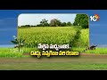 Paddy and Small Grained Rice Varieties | మేలైన మధ్యకాలిక.. దొడ్డు, సన్నగింజ వరి రకాలు | 10TV News - 08:41 min - News - Video