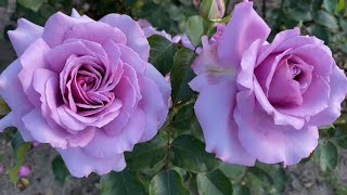 ЦВЕТЕНИЕ РОЗ 2024🥰🔥. МИЛЛИОН ЦВЕТОВ ПРОСТАААА🦋🥰💪