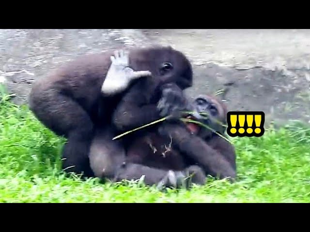 Ringo’s Got the Strength—Jabali Struggles to Break Free!林戈力氣超大，呷百二拼命掙脫，兄弟對決好精彩！💪🤼‍♂️🔥