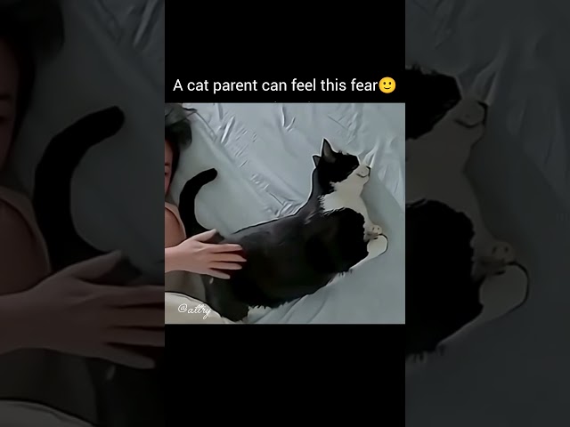 a cat parent can feel this fear🙂 #viralshort #pets
