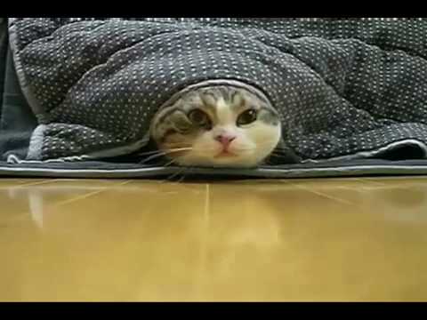 I am Maru - The funniest cat on the planet - YouTube