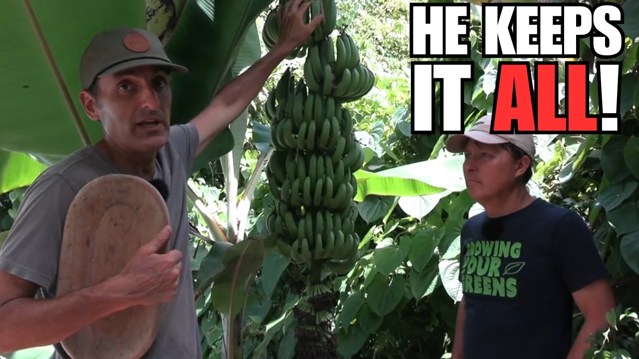 Why This Banana Nursery Grows 24 Varieties But Sells No Fruit