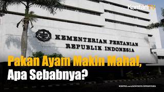 Pakan Ayam Makin Mahal, Ini Biang Keroknya