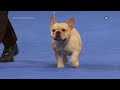 John OHurley previews the 2023 The National Dog Show competition