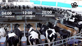 Fazenda Arsego - Gado Holandês - Xanxerê/SC - TV Holstein