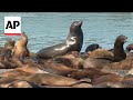 Record number of sea lions have crashed on San Franciscos Pier 39, the most counted in 15 years