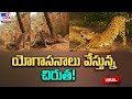 Surya Namaskar by the Leopard: IFS Officer Shares Fascinating Video on Social Media!