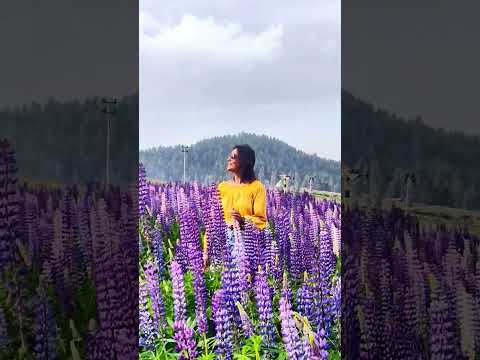 Lupine Blooms - Summer in Gulmarg
