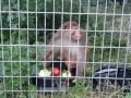 'Mississippi Mac' Settles in at the Sanctuary