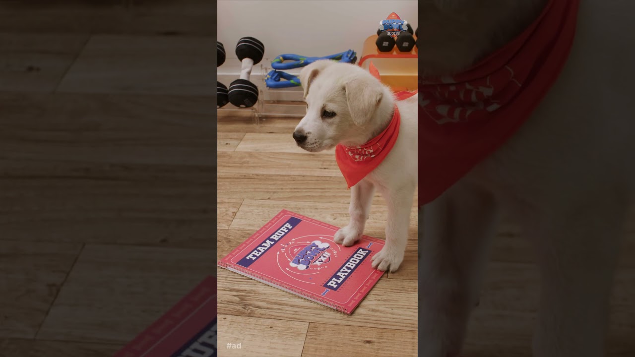 Do You Want a Locker Room Tour? | Puppy Bowl