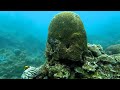 Philippines divers plant nurseries for damaged coral | REUTERS  - 03:16 min - News - Video