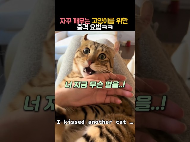 자꾸 깨무는 고양이를 위한 충격 요법 #동물 #고양이