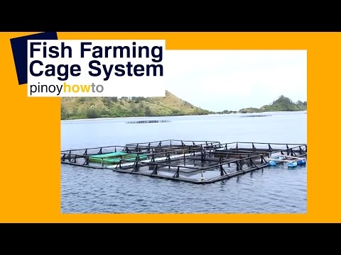 Upload mp3 to YouTube and audio cutter for Fish Farming: Fish Farming Cage Systems | Pinoy How To download from Youtube