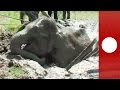 Sticky situation! Elephant trapped in metre-deep mud freed by villagers