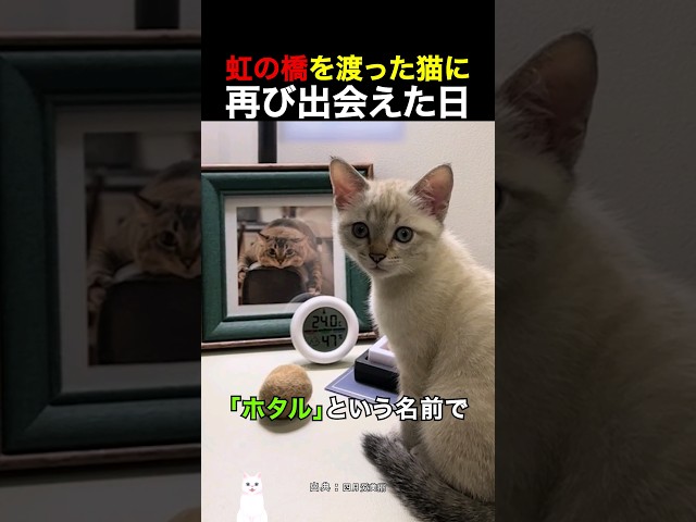 虹の橋を渡った猫に、再び出会えた日