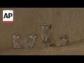 Chicagos Brookfield Zoo welcomes four meerkat pups