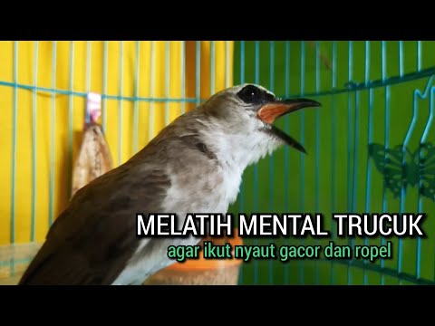 SUARA trucukan gacor ROPEL PANJANG pancingan trucukan agar bunyi JADIKAN burung trucuk gacor EMOSI