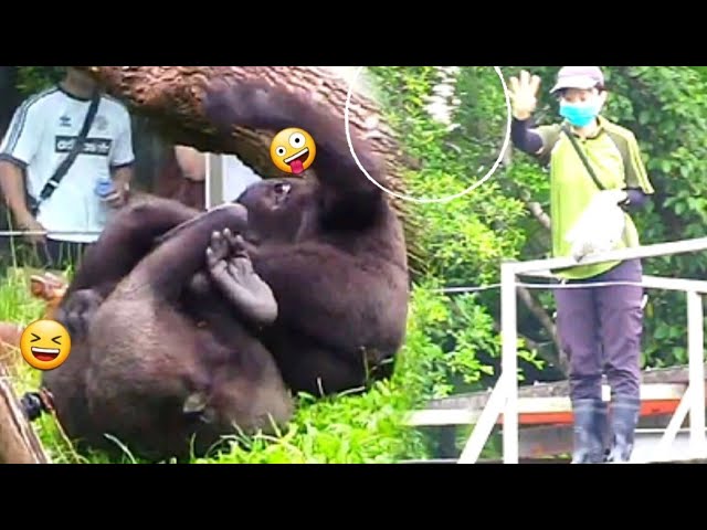 The Zookeeper’s Scattering Food—But Ringo and Jabali Are Still Wrestling保育員灑糧了，林戈和呷百二卻還在玩，抱著翻滾停不下來😆